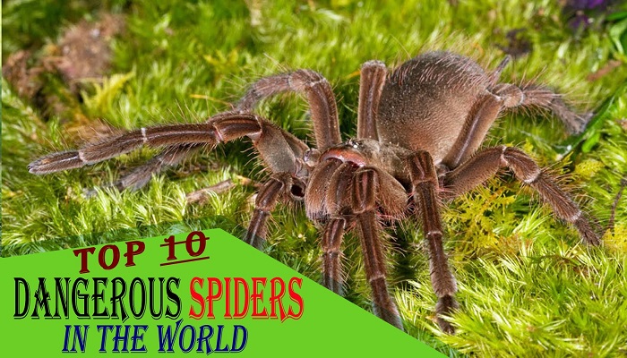 Top 10 Highly Dangerous Spiders Of The World Netmarkers Submit   10 Highly Dangerous Spiders Of The World Netmarkers 